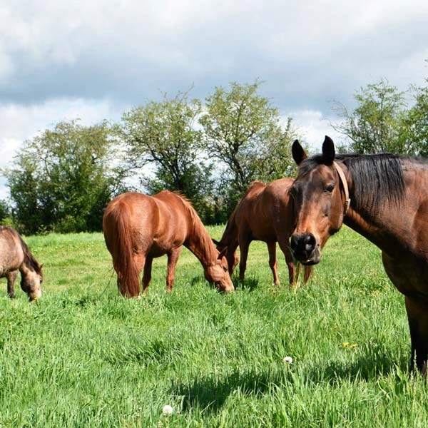 Pension pour chevaux à Châtel-de-Neuvre, Allier