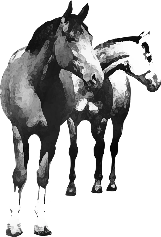Centre équestre A Cheval Autrement, Châtel-de-Neuvre — deux chevaux